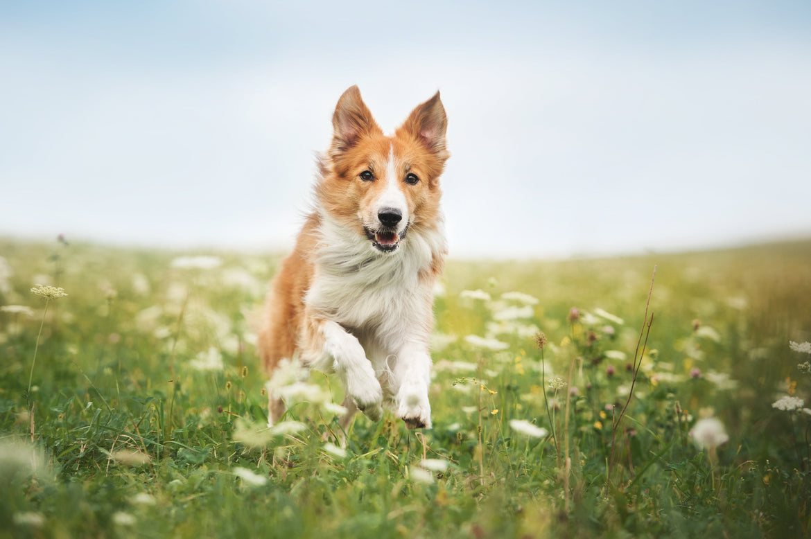 Light brown and white dog in meadow running