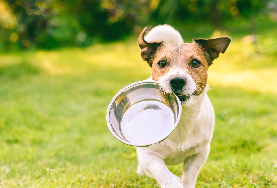 Dog holding empty silver dog bowl in mouth running outside