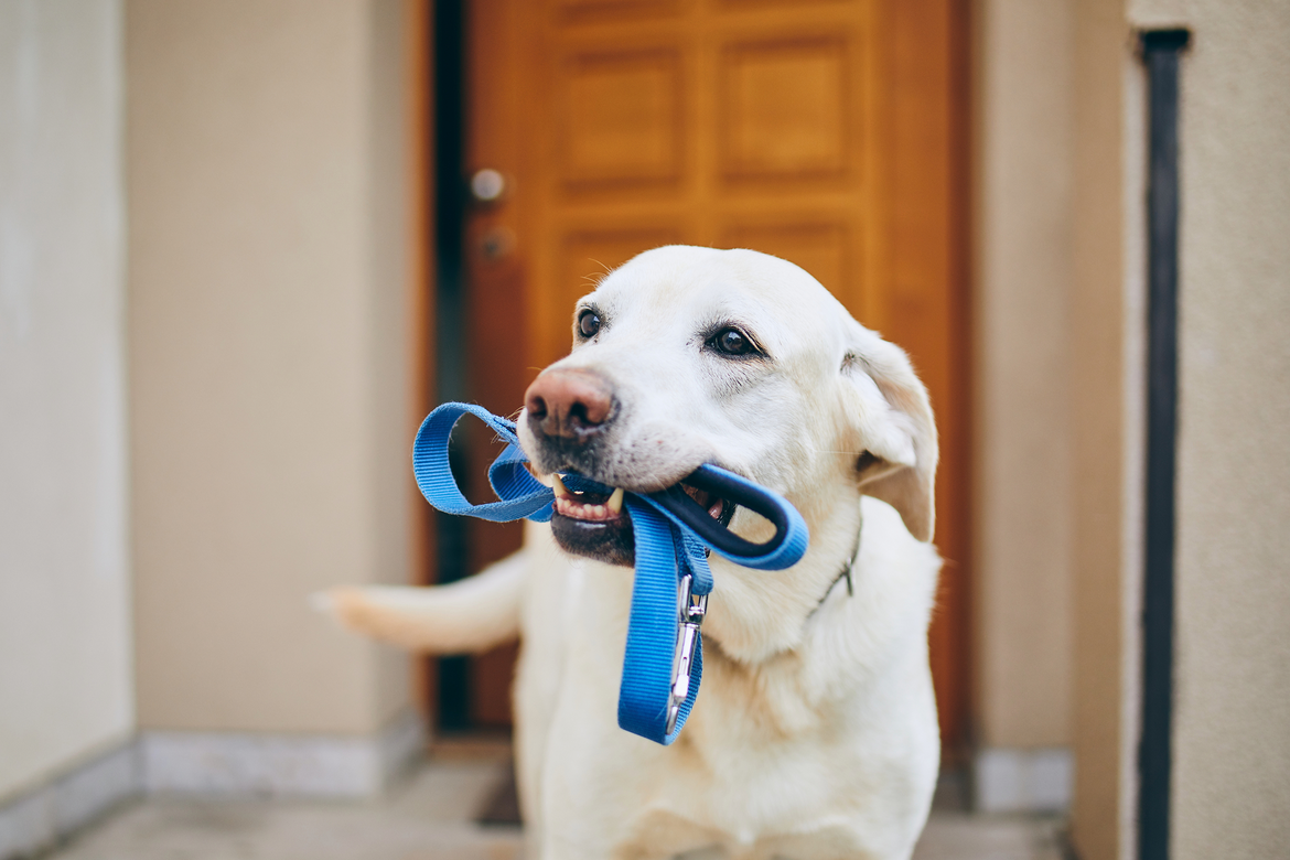 Dog with blue leash in mouth stood