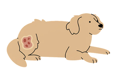 Illustration of a dog lying down with a highlighted hip joint area for joint health focus
