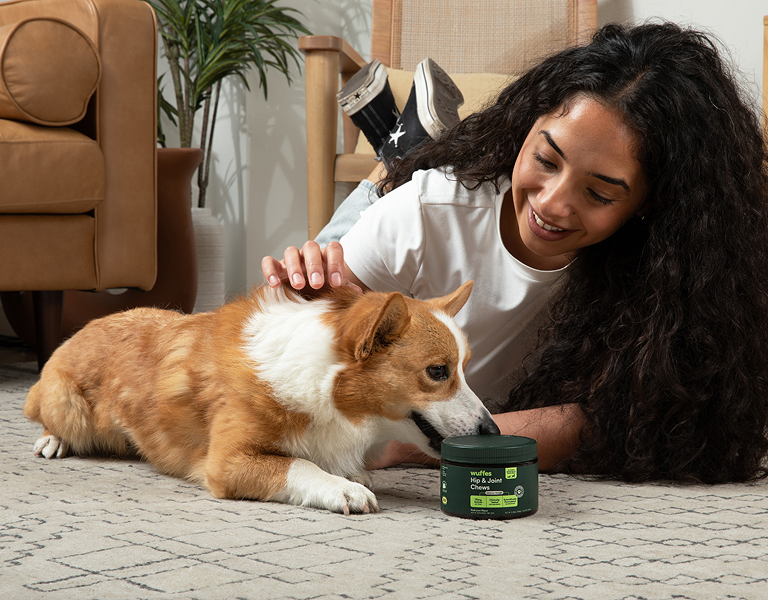 Woman with curly hair lying on floor petting a corgi sniffing a container of dog joint chews