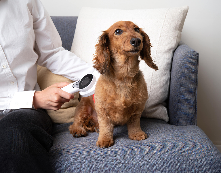 Person using handheld laser device on brown dachshund sitting on blue couch with pillows