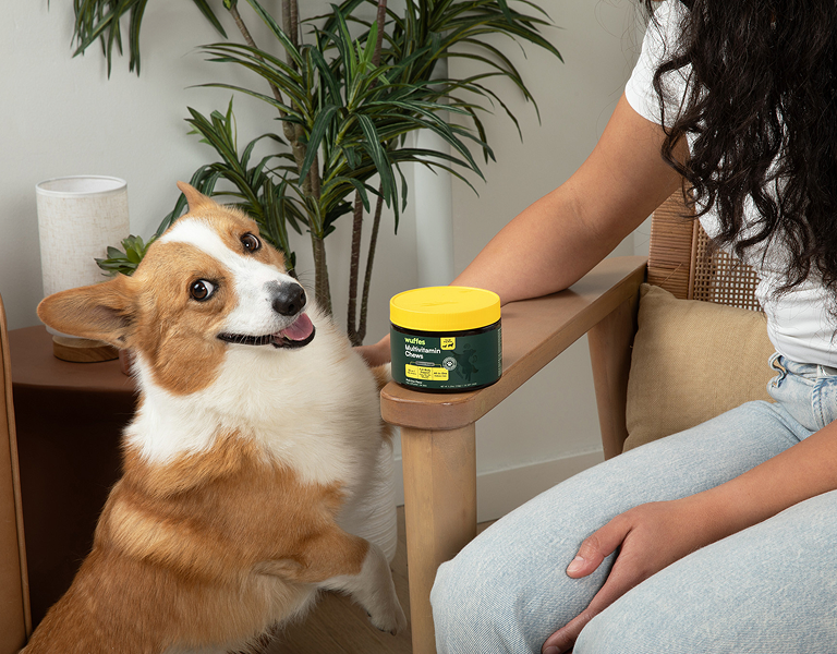 Corgi dog looking up beside person seated with green and yellow supplement container on armrest