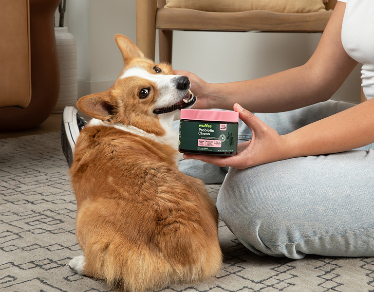 Person holding a container of dog probiotic chews next to a sitting corgi on carpet