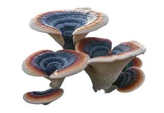 Cluster of reishi mushrooms with layered caps in shades of blue, brown, and cream