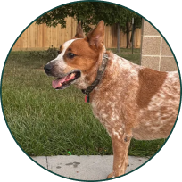 Medium-sized brown and white dog standing outdoors near grass and a wooden fence