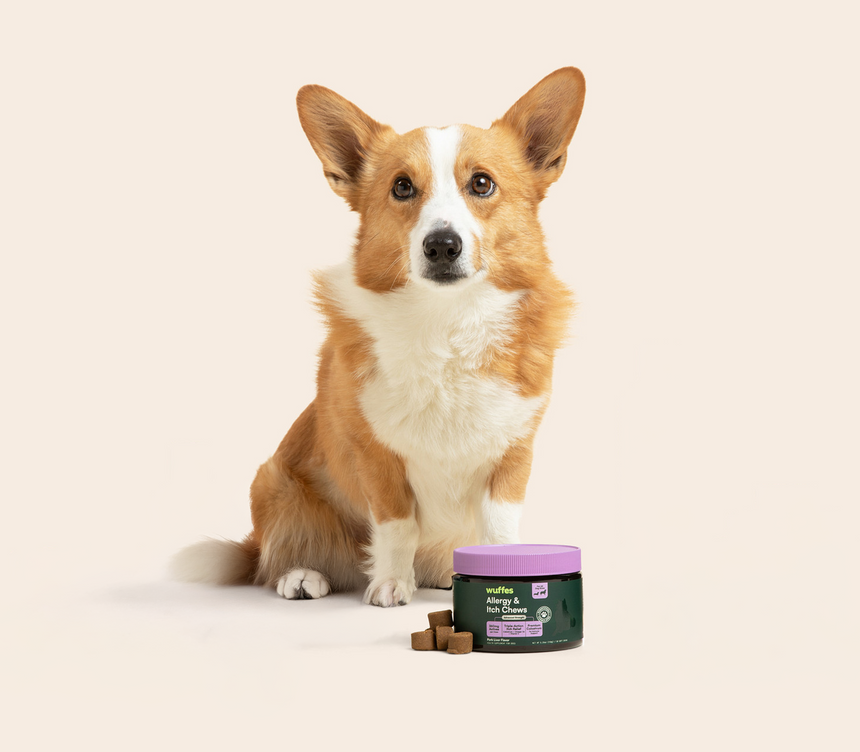 A Pembroke Welsh Corgi sitting next to a container of dog allergy and joint chews with some chews outside the container.