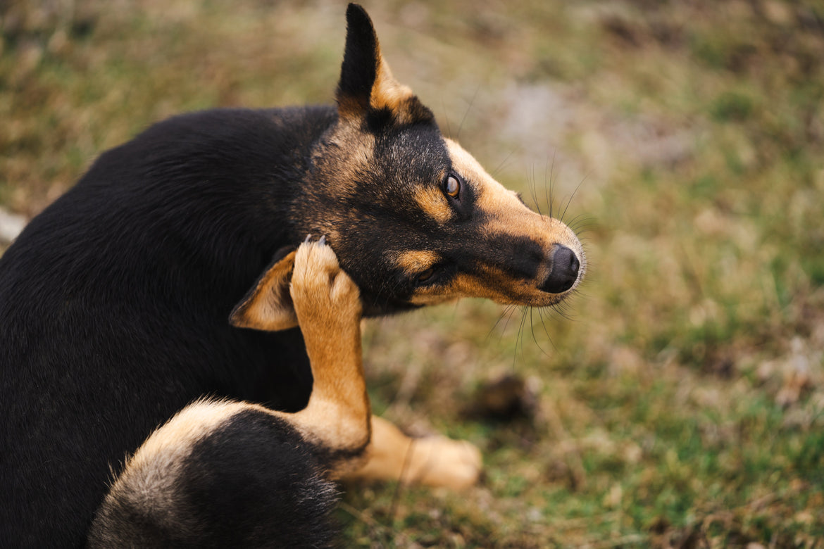 Black and brown dog scratching behind ear.