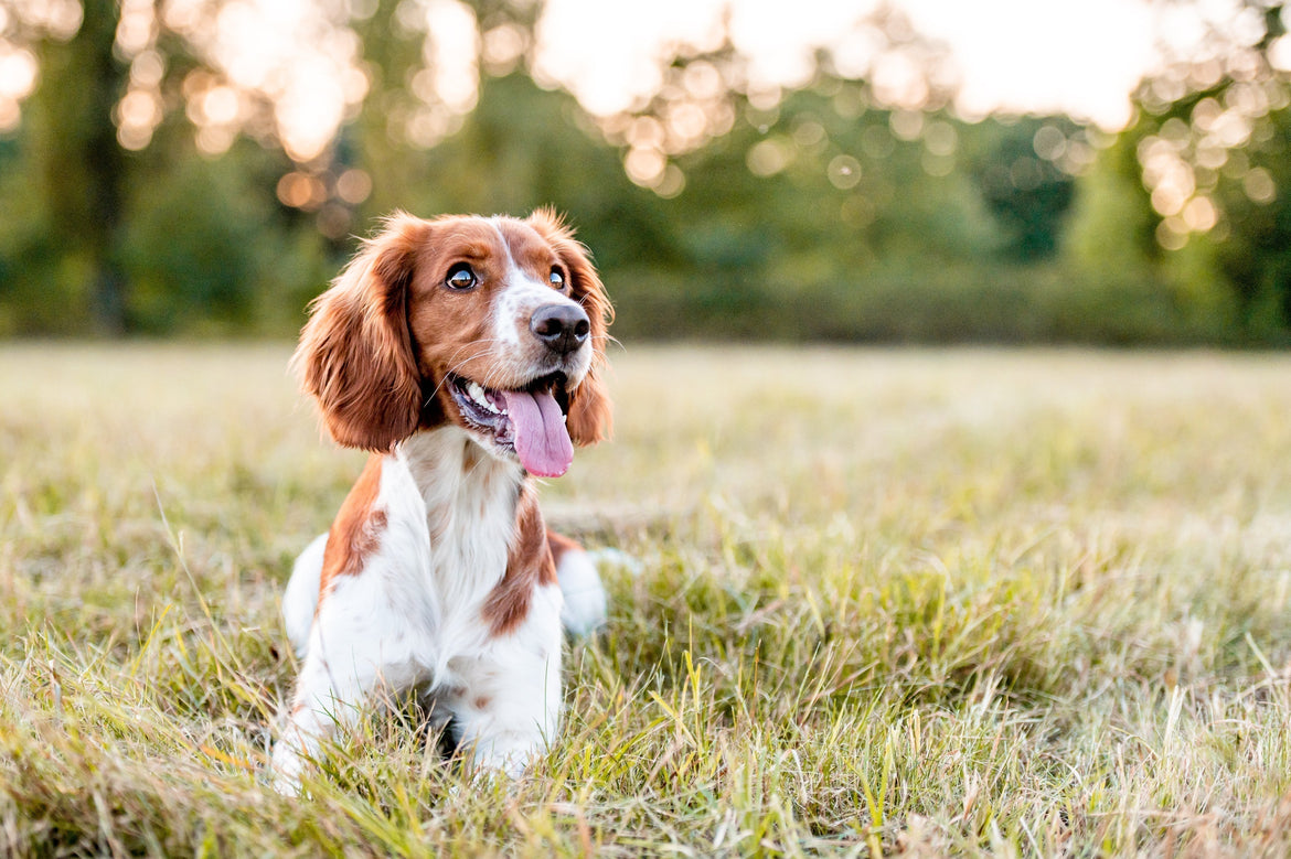 Brown and white dog with tongue out sat in the grass, smiling