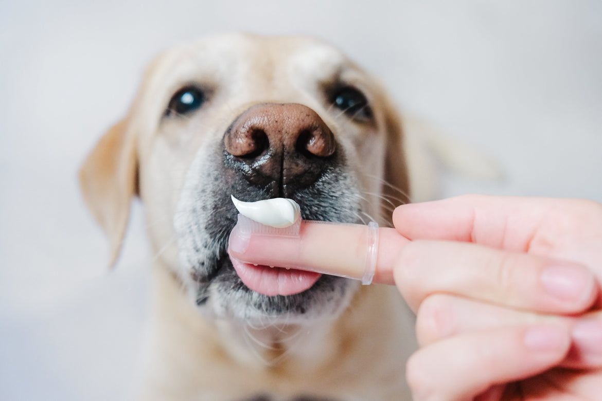 Close up of dog toothpaste about to be fed to golden to clean teeth