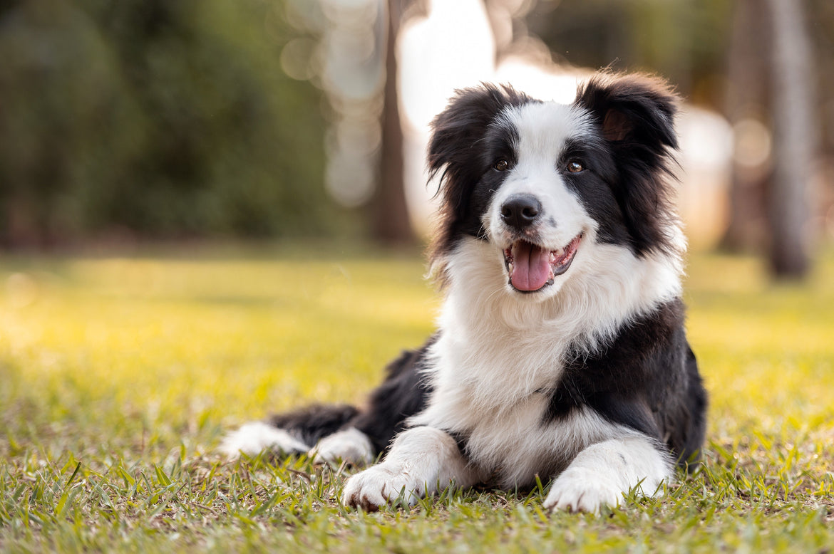 Dog sat in the grass