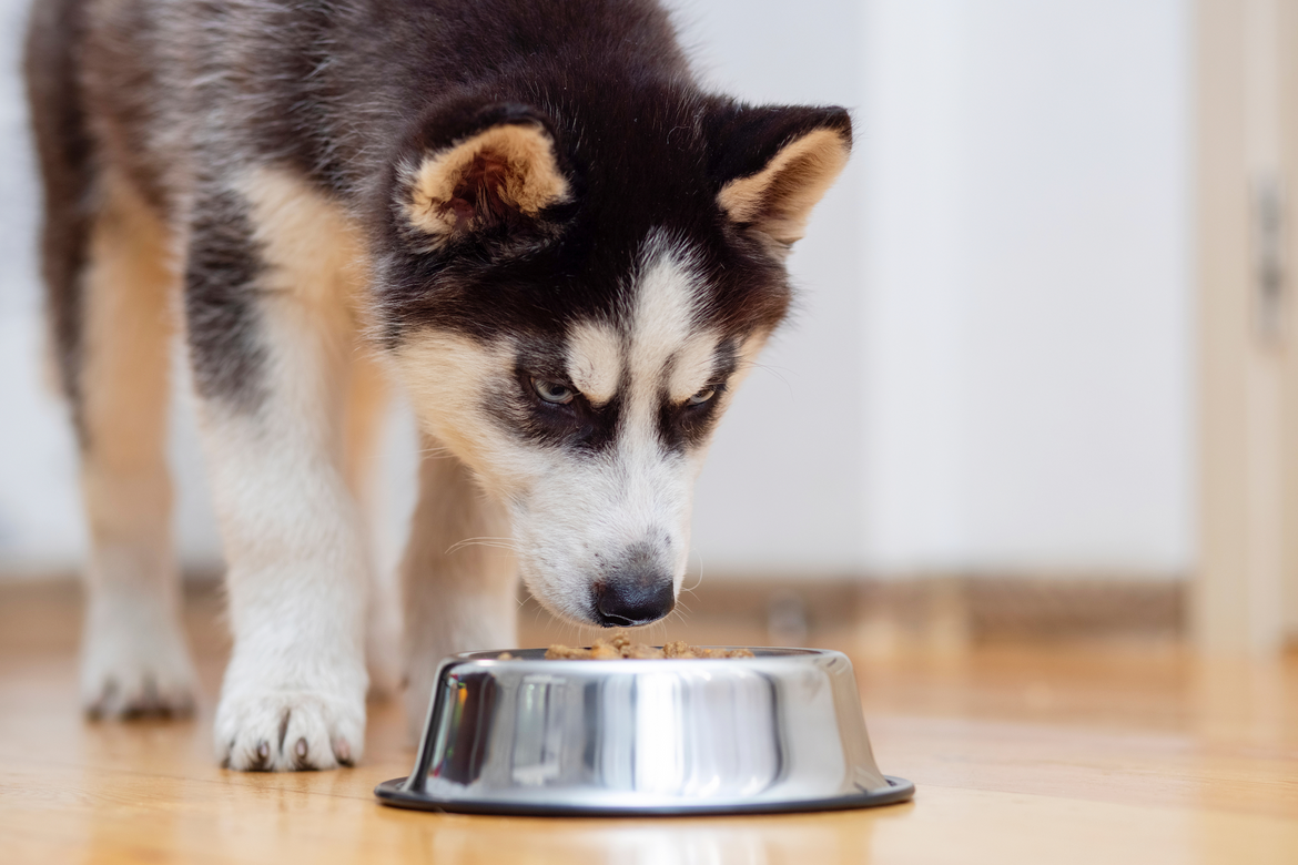 Dog eating from silver dog bowl inside
