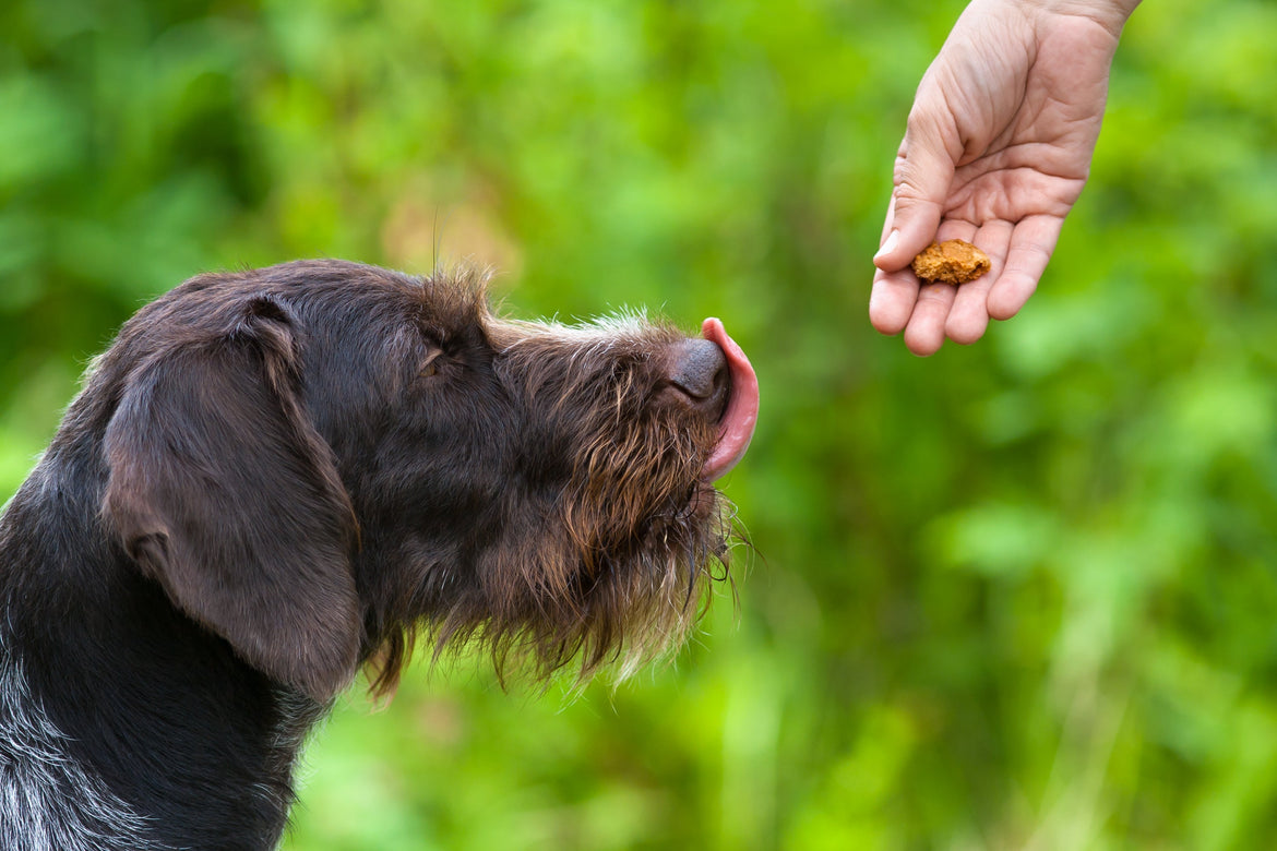 Human feeding dog food outside