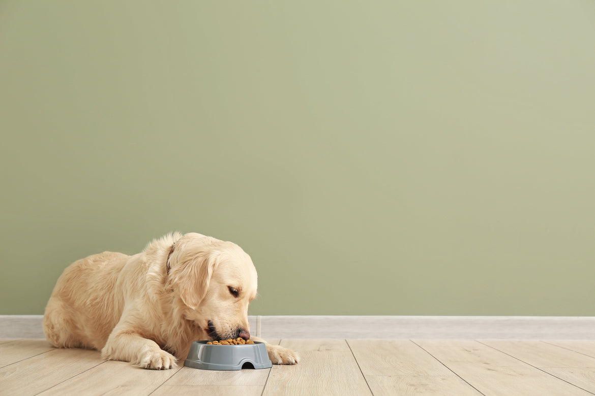 Dog sat eating from dog bowl