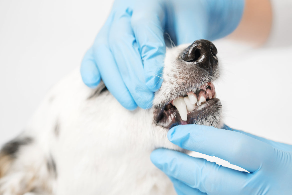 Vet holding white dog's teeth open.