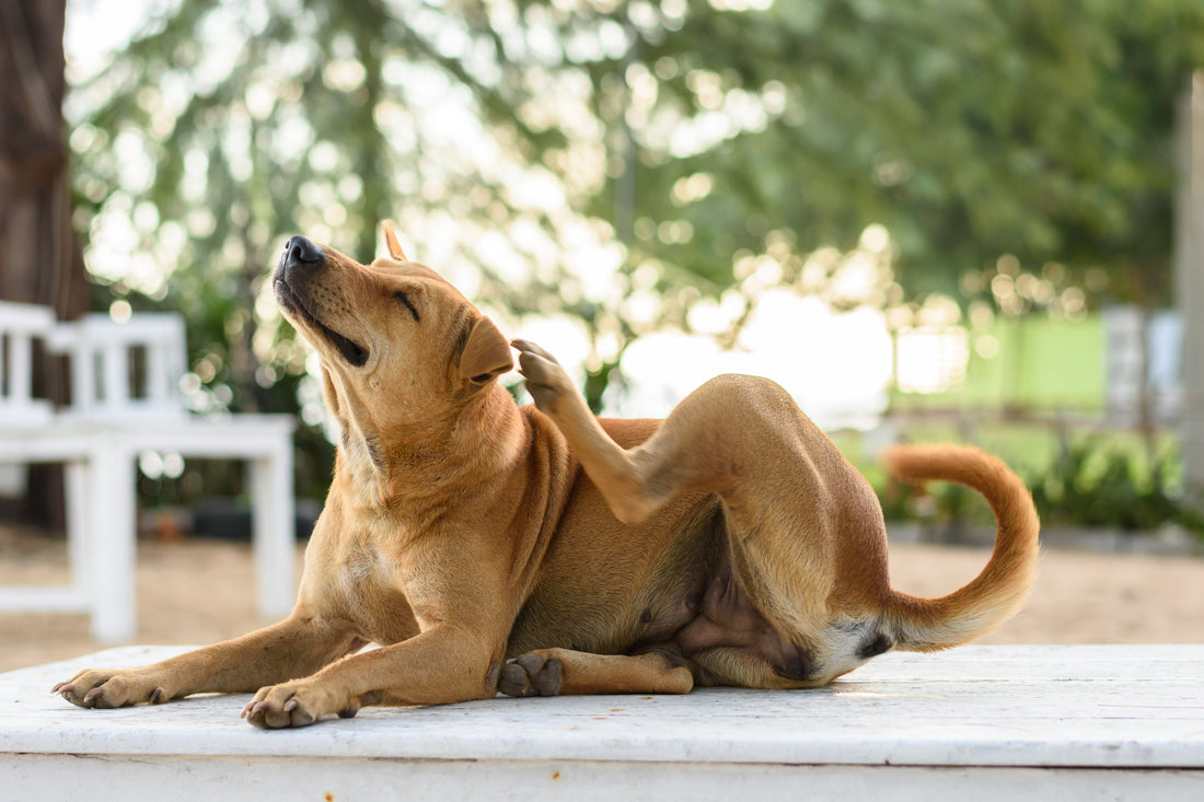 Golden dog itching ear on porch