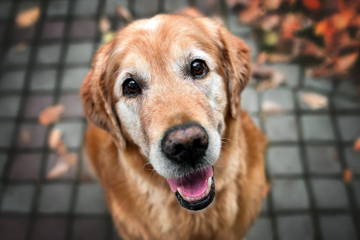 Golden dog looking at camera 