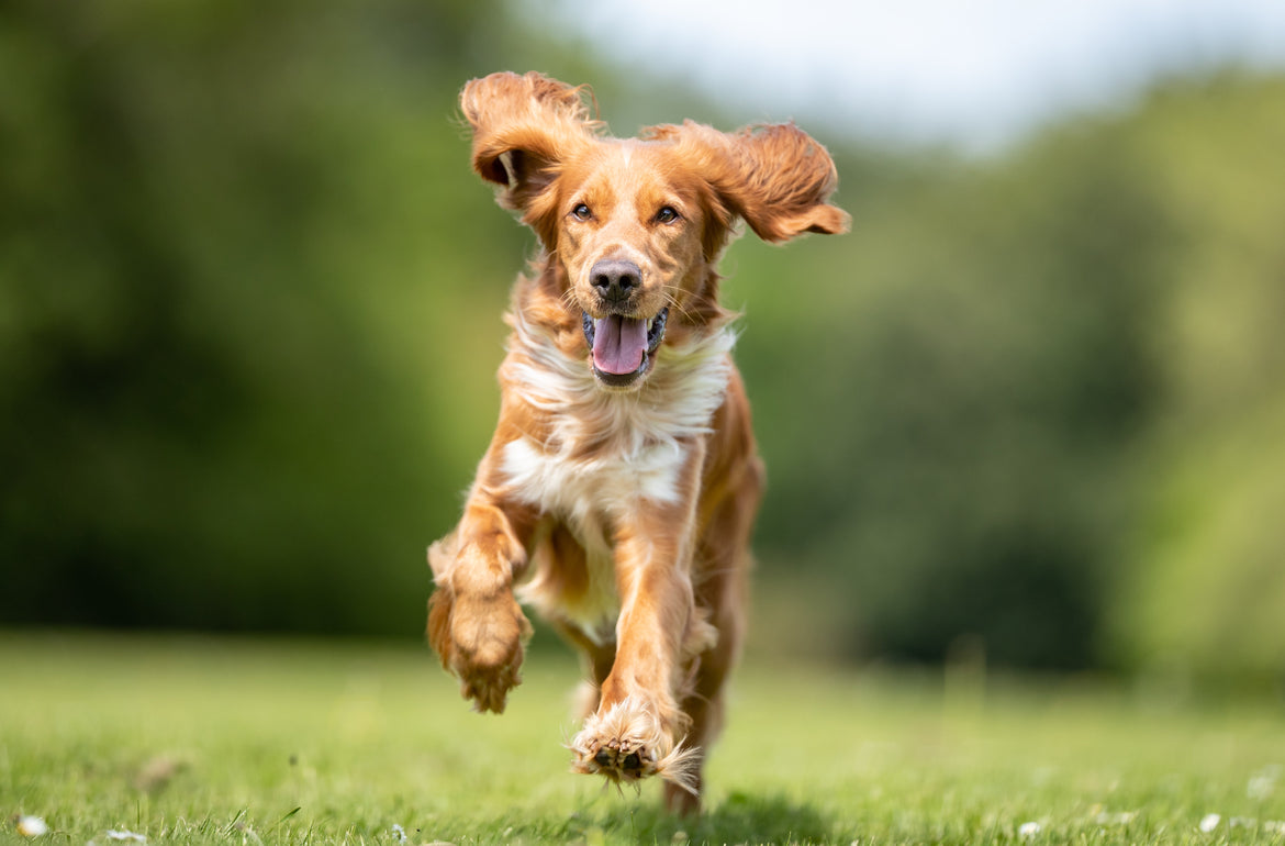 Dog running outside on grass
