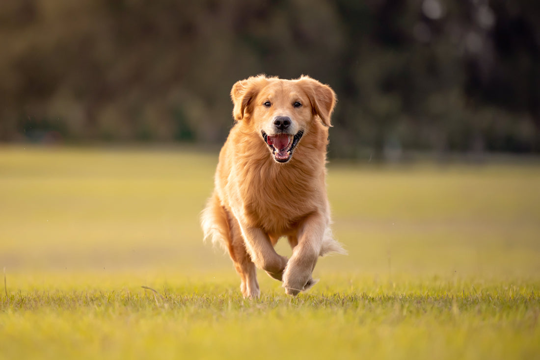 Dog running in the grass