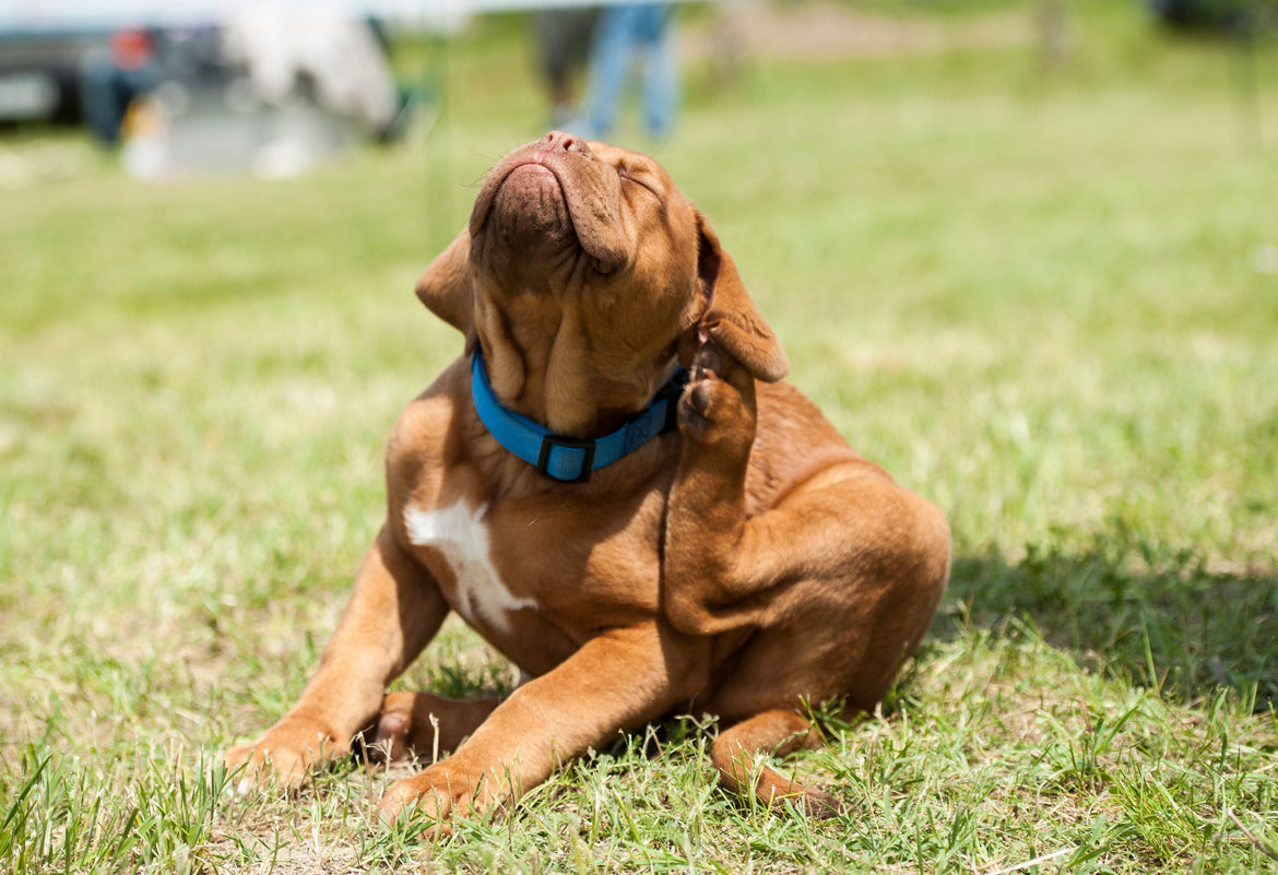 Dog scratching ear outside while sat on grass