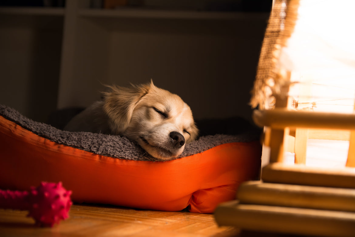 Dog in dog bed sleeping inside.