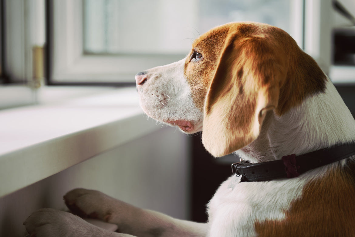 Dog staring out the window looking sad