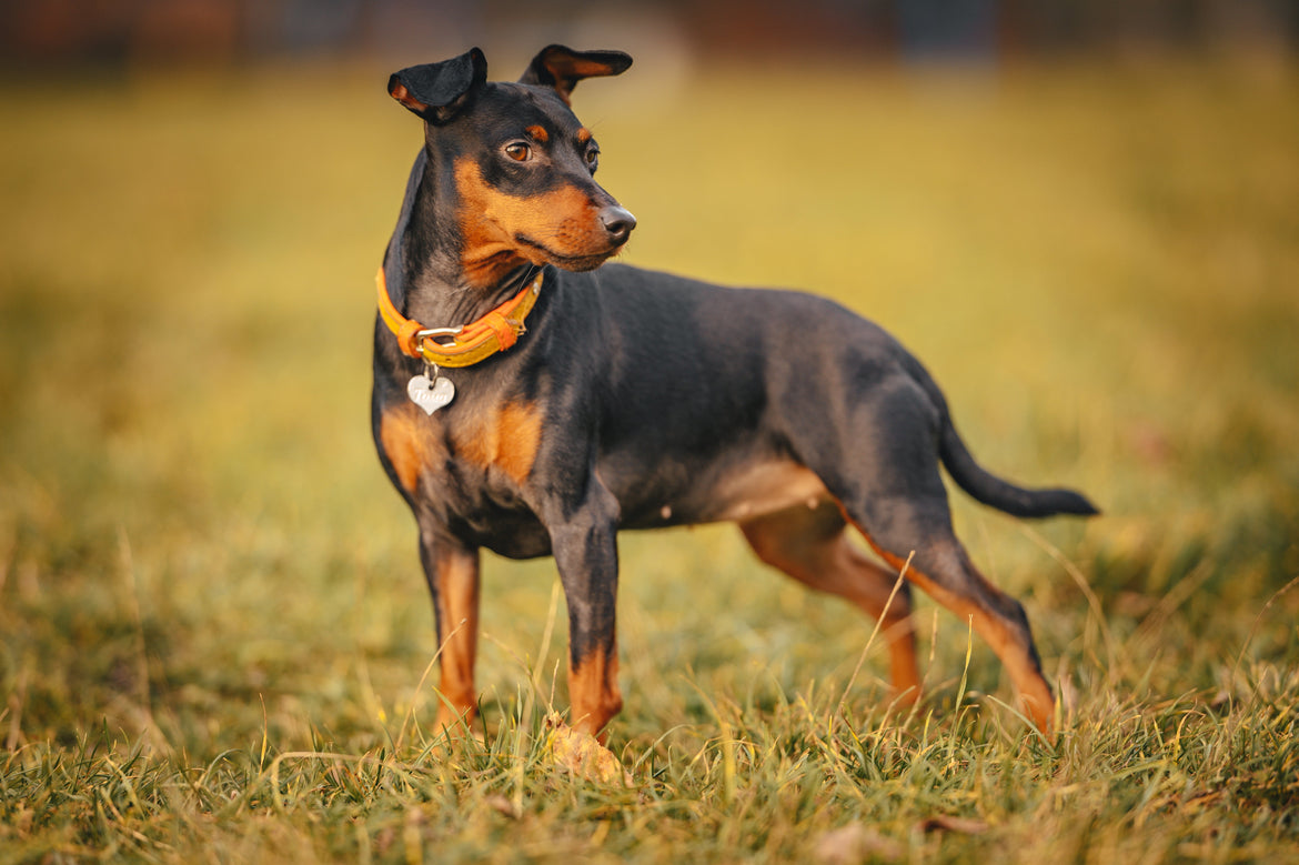 Dog staring stood on grass