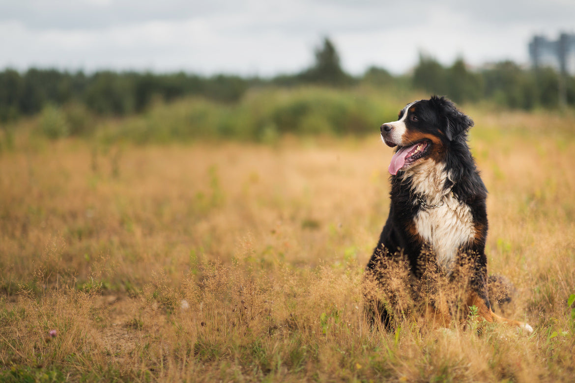 Brown and white dog stood outside - arthritis in dogs
