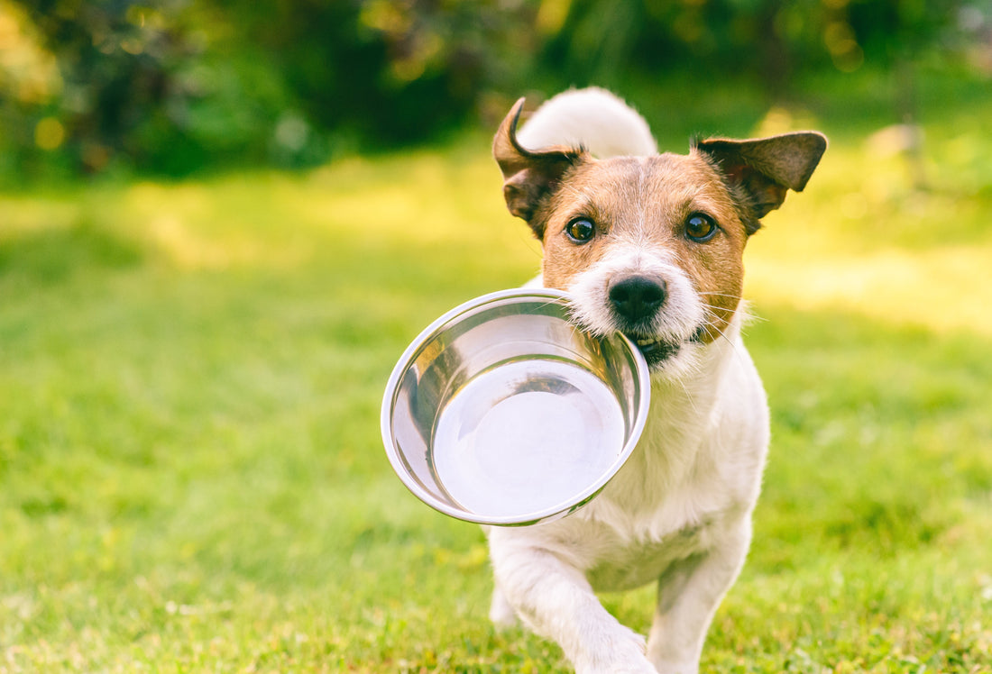 Dog holding empty silver dog bowl in mouth running outside