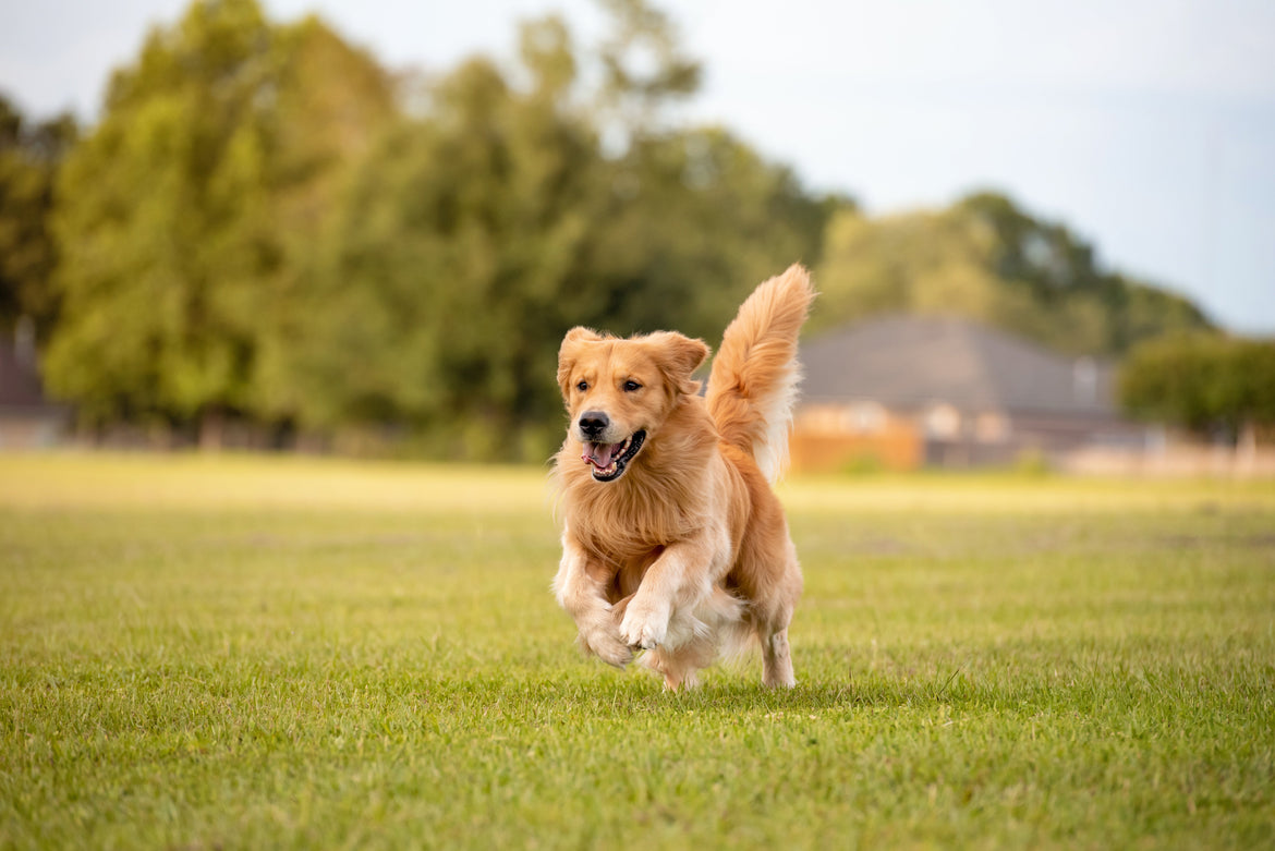 Dog running on grass outside