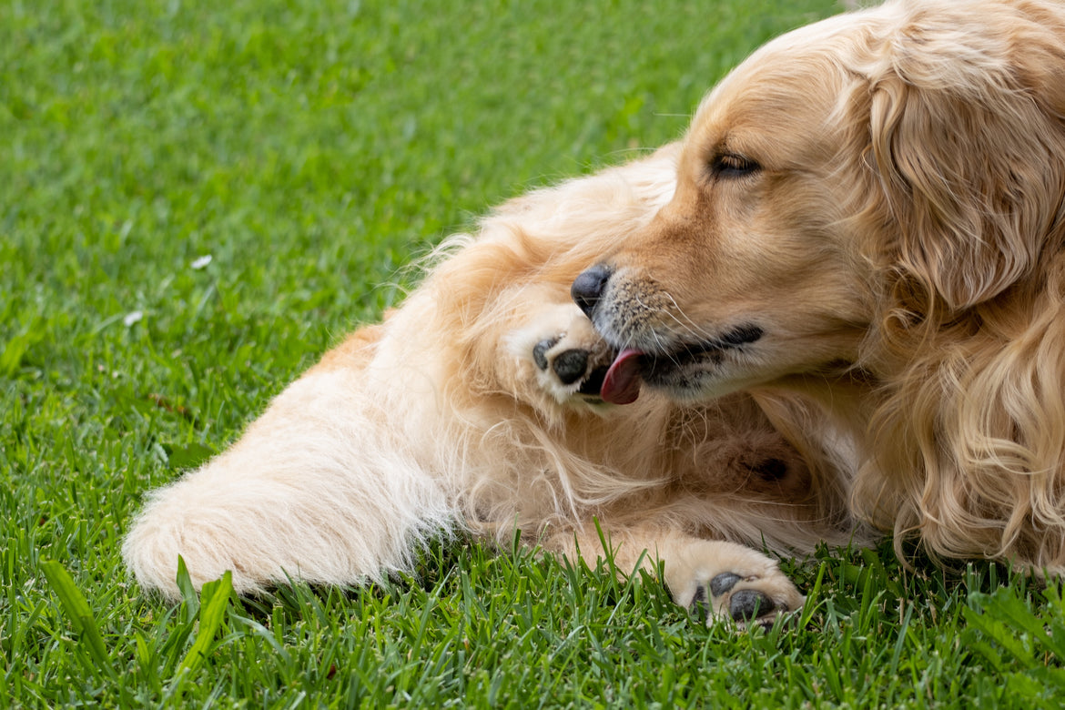 Dog licking paw sat on grass outside
