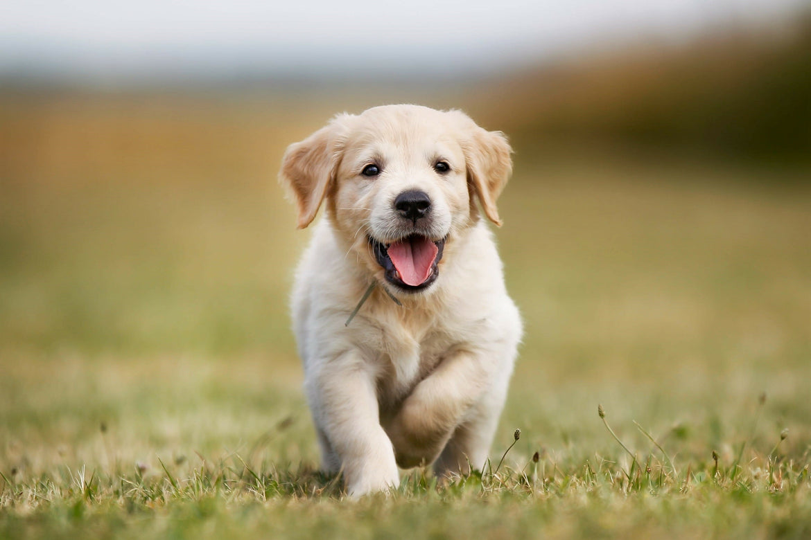 Small golden retriever puppy running in the grass
