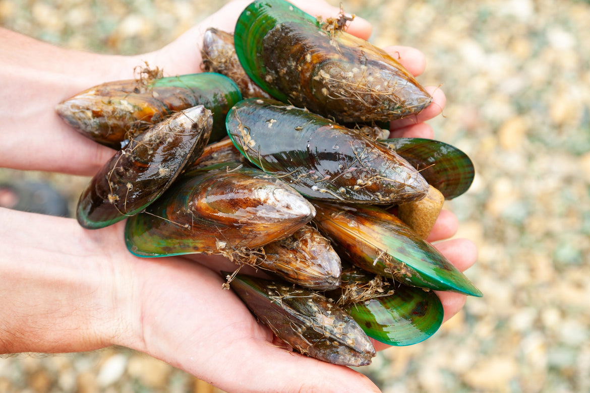 Handful of green-lipped mussels.
