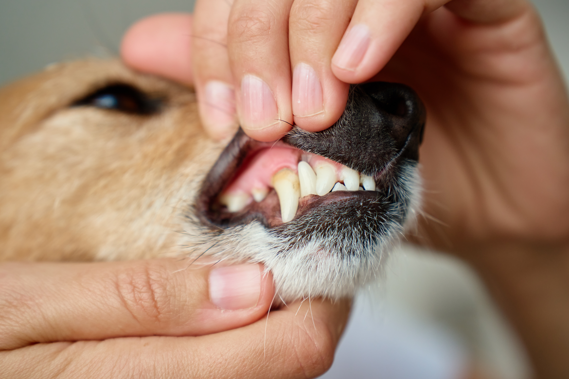 Human holding dog's mouth open