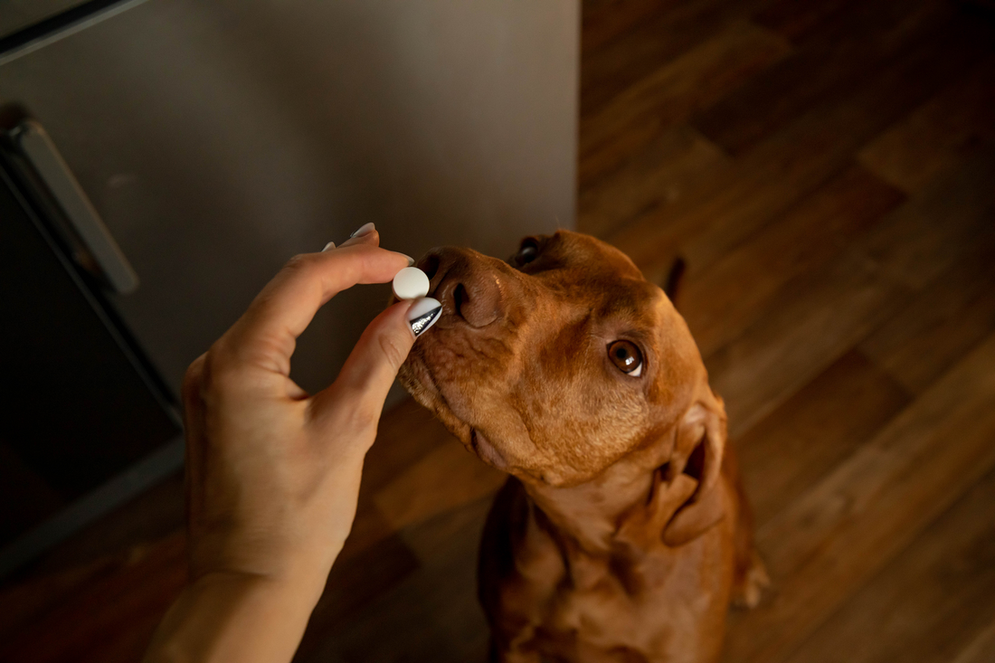 Human feeding supplement to dog