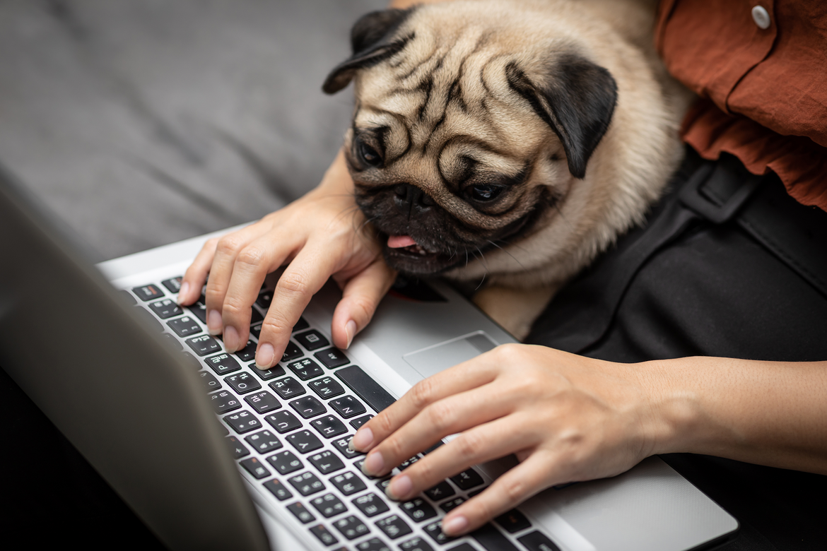 Pug with human and laptop