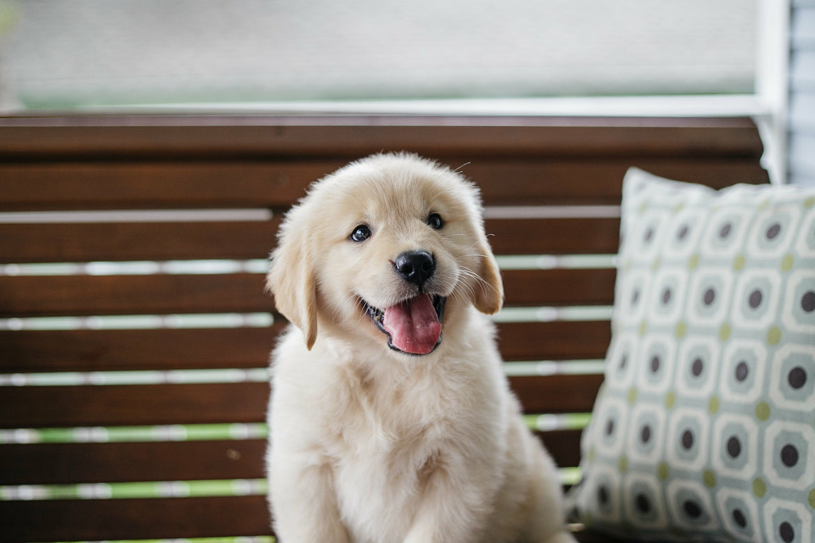 Puppy sat down with mouth open