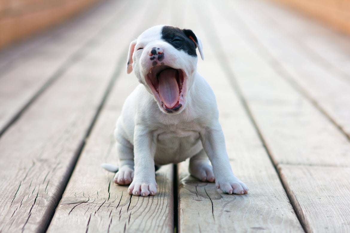 White and black puppy yawning sat on wooden decking