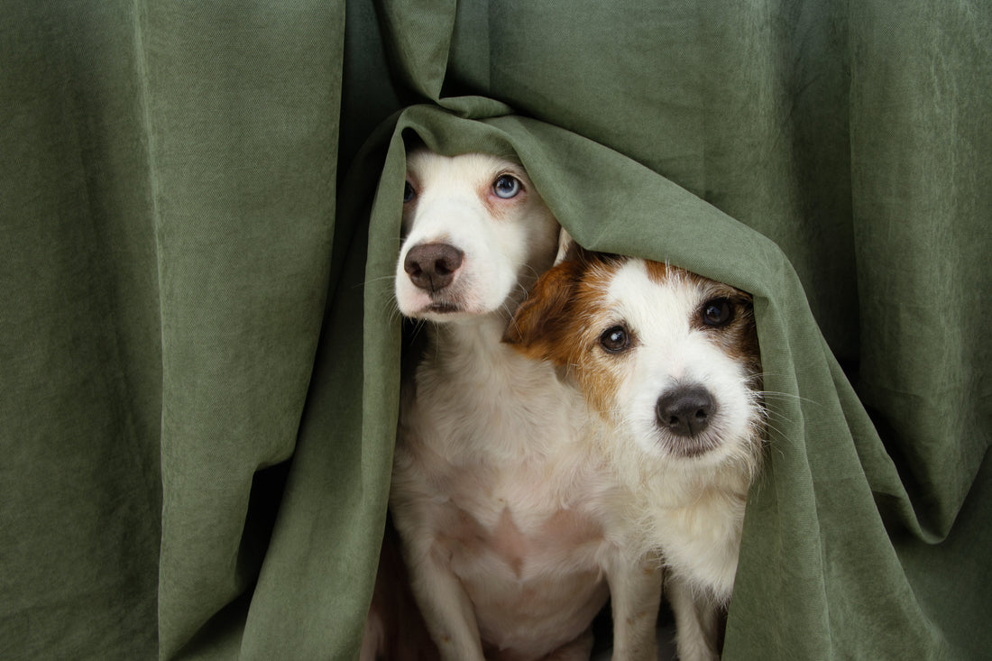 Two dogs hiding under table 
