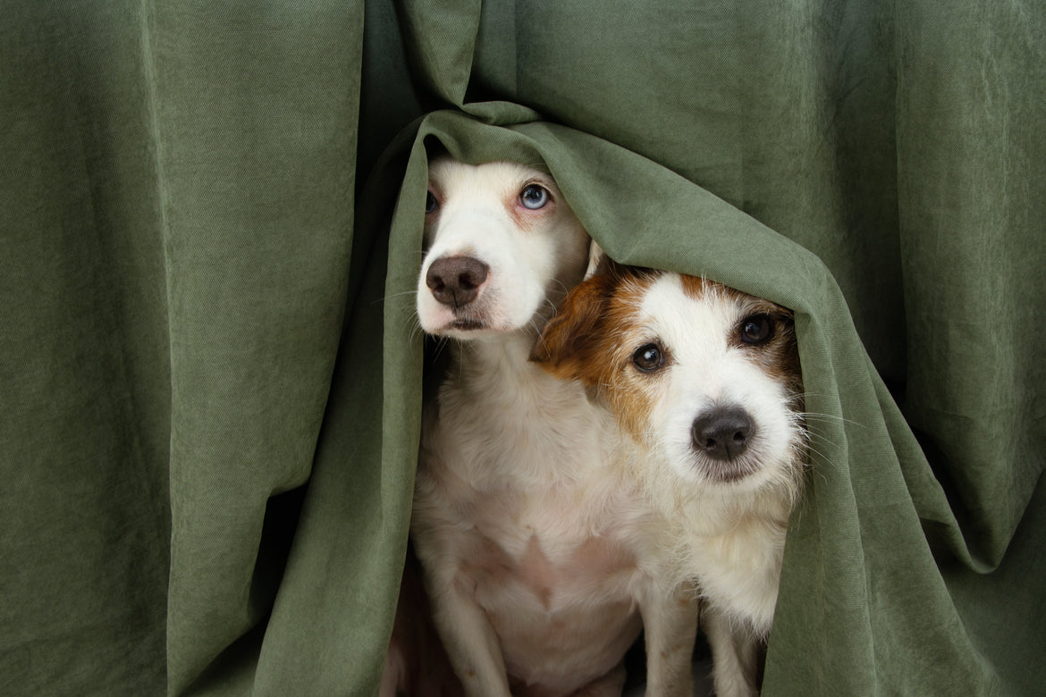 Two dogs hiding under table 