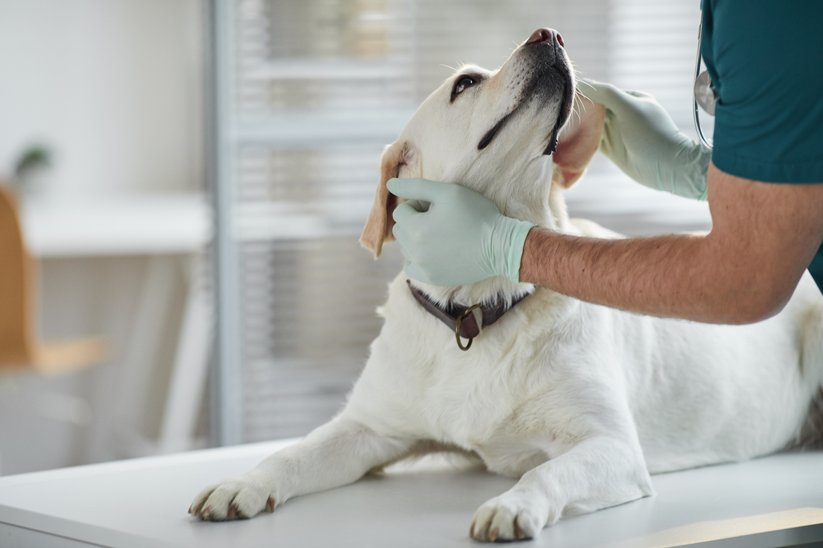 Dog looking at vet on vet table.