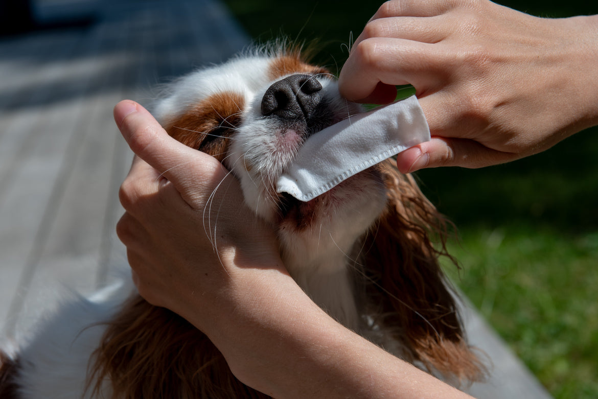 Close up of woman brushing her dogs teeth with a dental wipe