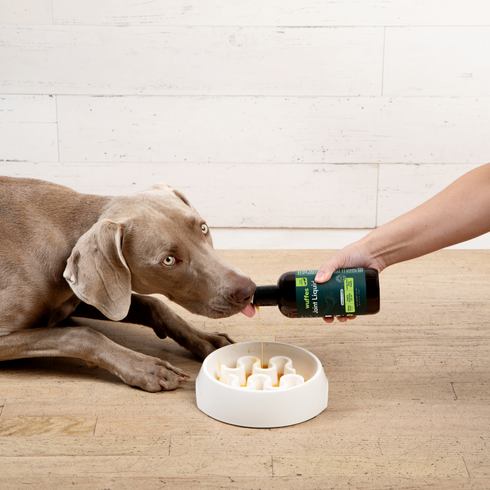 Dog drinking liquid supplement being poured into a slow feeder bowl on wooden floor