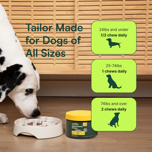 Dog sniffing treat dispensing bowl with multivitamin chews and daily dosage instructions by weight