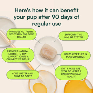 Diagram showing six benefits of a dog supplement after 90 days of regular use