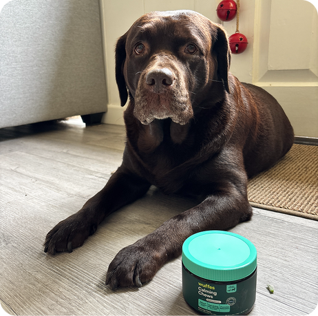 Chocolate Labrador Retriever lying on floor next to a container of calming chews