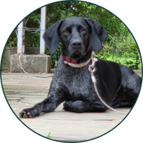 Black dog lying on a stone patio with greenery and a pole in the background