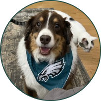 Brown and white dog wearing a teal bandana with a sports team logo sitting on wooden floor with a cat in background