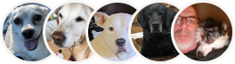 Four dogs of different breeds lined up with a man holding a cat, all facing forward