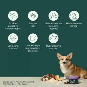 Icons representing immune support, skin soothing, histamine response, itch relief, long-term care, active ingredients, and hypoallergenic formula next to a dog and supplement jar